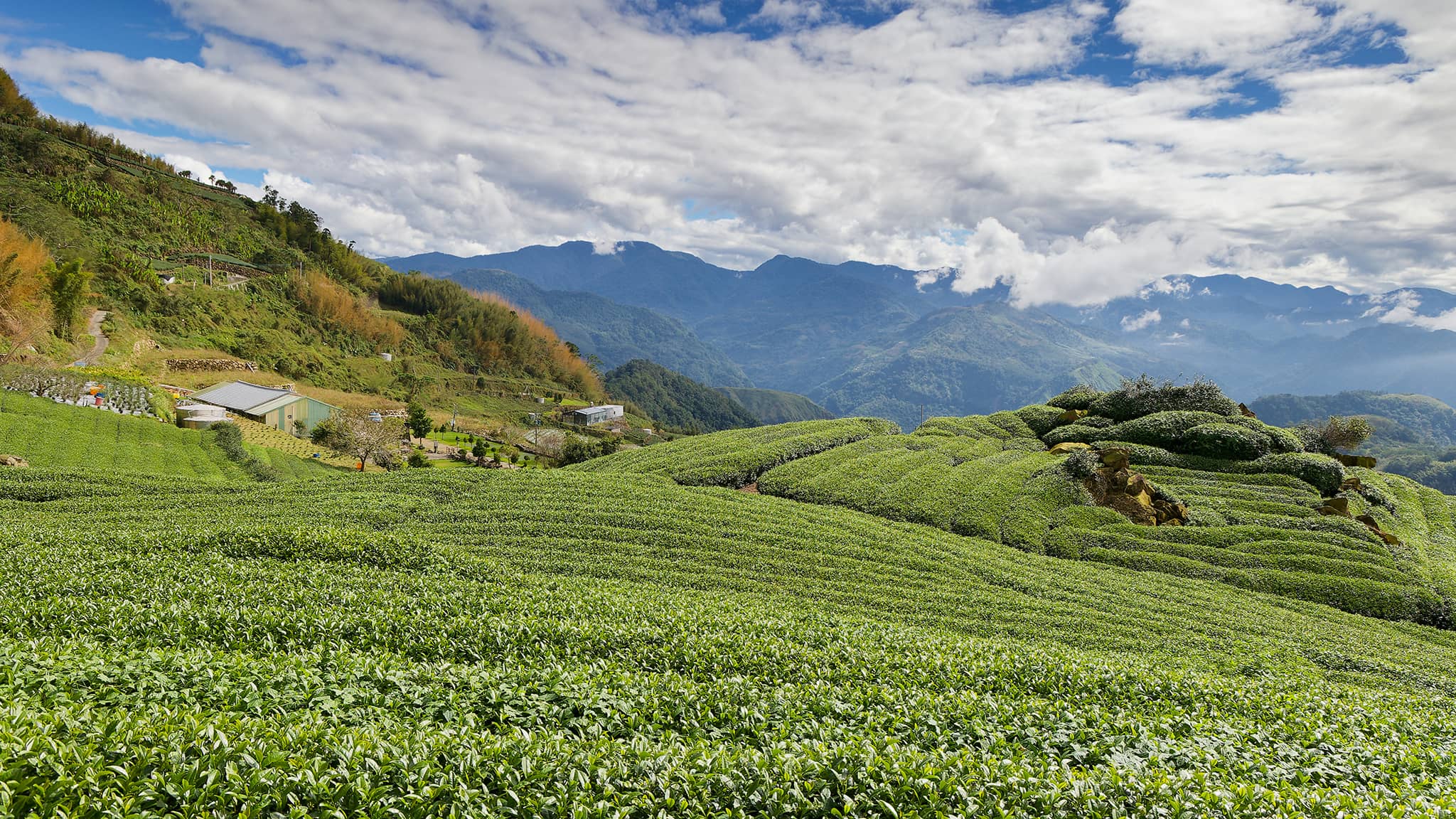 05 - Alishan (1).jpg